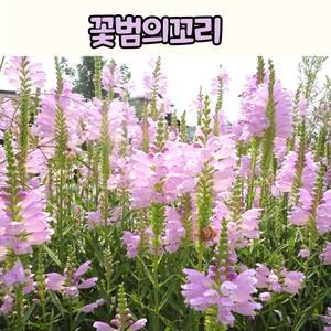 꽃범의꼬리(3치포트) 여름야생화 모종 / 노지월동