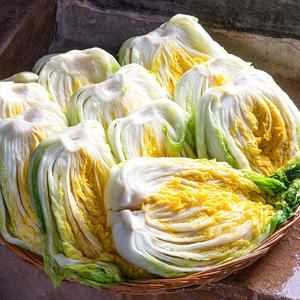 해풍맞은 25년 해남 명품 절임배추 10kg