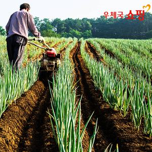 [우체국쇼핑] 신풍마을 시골 흙대파 매일수확 2kg