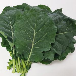무농약 유기농 케일 즙용 녹즙채소 주스용 1kg 2kg
