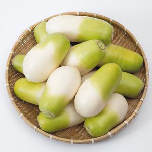 산지직송 알이 꽉찬 청정 100% 국내 제주산 세척무 10kg(8-13수 내외)