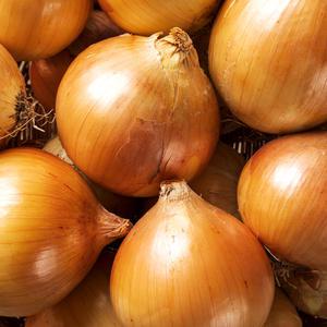 25년 수확 햇 무안 양파 10kg(중 소 혼합)