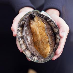 알담 완도 활 전복 1kg 6~7미(왕특대)산소포장 전복 선물세트