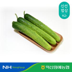 [익산원예농협] 익산 특품 백다다기 백오이 3kg (10~17개)