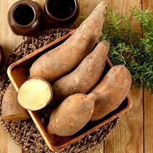 숙성완료 국내산 햇 야콘 5kg (특품)