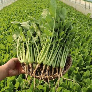 아삭하고 시원한 포천 커플용 열무 3kg+얼갈이1kg