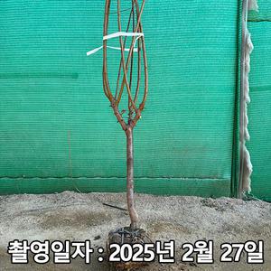 매실나무 / 왕매실 / 3년생 / 결실주