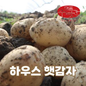 명품수랏간 25년 국내산 제철 햇 수미감자 (특) 5kg