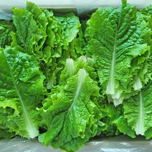 당일수확 싱싱한 청상추 로메인상추 쌈 채소 500g 1kg 2kg