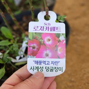 [새싹에서 나무까지] 사계 줄장미 (로지카페트) 개화주 (포트묘)