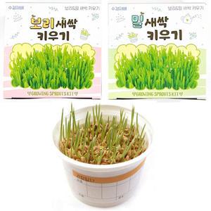 보리 밀 새싹 키우기 체험 학습 씨앗 재배 키트