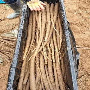 모자농부의 안동 우엉 4kg 실속 파지