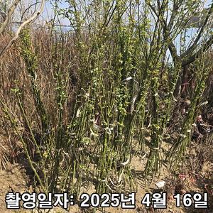 [나무생각]착한가격 나무생각 / 일반넝쿨장미 / 1.2m / 2~3지 / 개화주