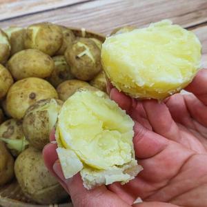 제주 산지직송 포슬포슬 흙감자 5kg(특)