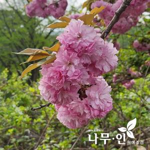 [기타][나무인]겹벚나무묘목 2개