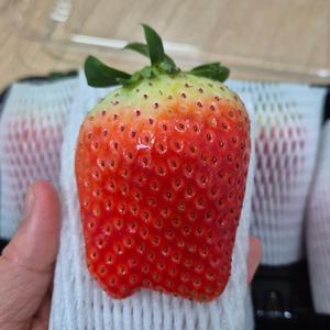 산지발송 GAP인증 논산 킹스베리 당도선별 딸기 난좌포장 400g 왕왕 왕특 특