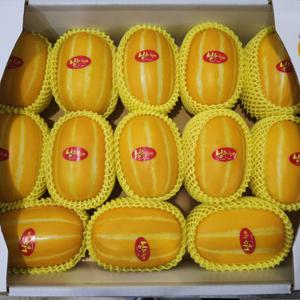 프리미엄 성주 참외 실속형 가정용 3kg 5kg
