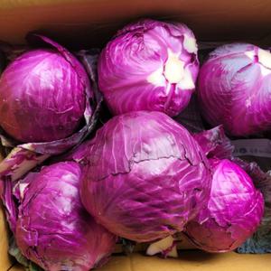 싱싱한 제주도 적채 적양배추 적색 양배추 샐러드 1kg 2kg
