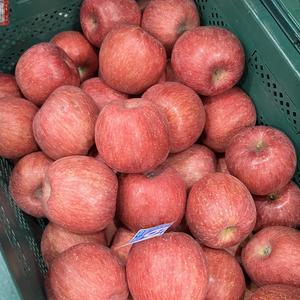 맛있는 경북 청송사과 꿀 부사 10kg 햇사과 가정용