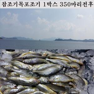 참조기 조기 1박스 350마리전후13kg 목포조기