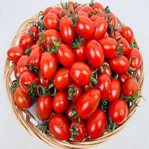 [농부곳간]대추방울토마토 5kg 1~2번과 대과