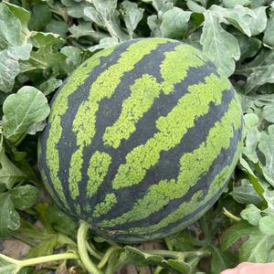 당도선별 고당도 정품 수박 시원달달 꿀수박 5~10kg