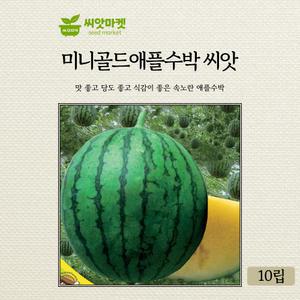 세계종묘 미니골드 애플수박 씨앗 10립 미니 애플수박씨 종자