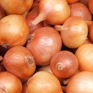 국내산 특품선별 단단한 햇 양파 3kg 대형