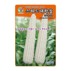 옥수수씨앗 스피드대학찰옥수수 2500립 수확이 빠름