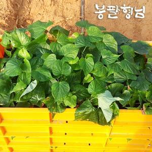호풍미모종 10kg 고구마종순 호박고구마모종