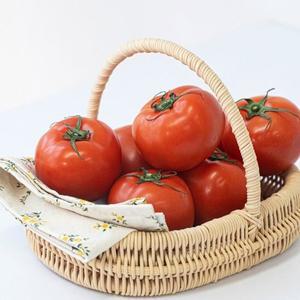 [기타]국내산 유럽종 찰 토마토 정품 완숙 2.5kg 소과