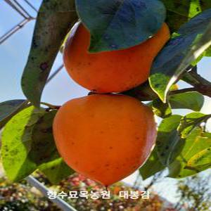 향수묘목농원 대봉 감나무 3년생 분묘