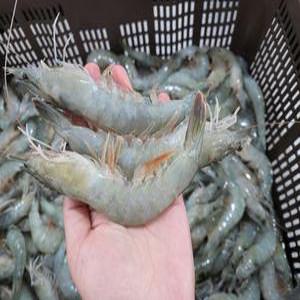 국내산 급냉 흰다리 새우 1kg 30미 내외 신안 제철 소금 대하 구이 캠핑 감바스