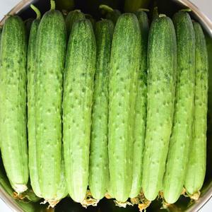 국산 백다다기 백오이 특품 1kg