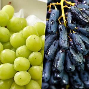 [롯데백화점]자연맛남 애플청포도 오톰청포도 1kg + 블랙사파이어 1kg (총 2kg)