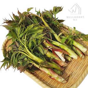 [웰굿] 산지직송 강원도 생 눈개승마 삼나물 2kg