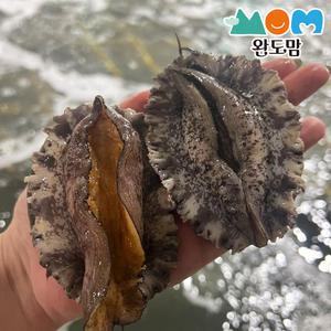 완도 활 전복 1kg 11-13미 대전복 횟감용 구이용 찜용 살아서 도착+세척솔 증정