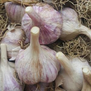24년 의성햇마늘 의성마늘 중3kg 약 120-130통