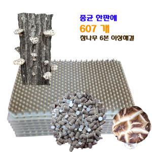 표고버섯종균 송화버섯 느타리버섯  올해가을 백화고생산
