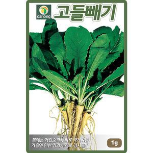 다농 고들빼기 씨앗 1g 꼬들빼기씨 산채 나물 종자