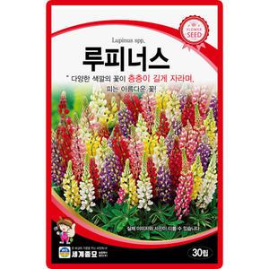 세계종묘 루피너스 씨앗 30립 층층이 부채꽃 루비너스 꽃씨 종자