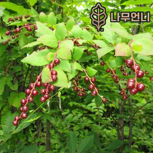 정금나무 묘목 4치장포트 나무언니