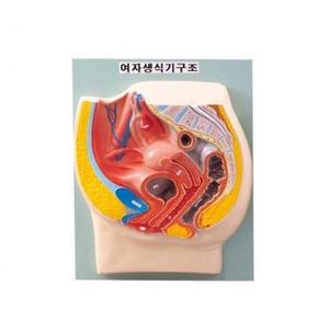 [유앤아이사이언스]여자생식기구조B형
