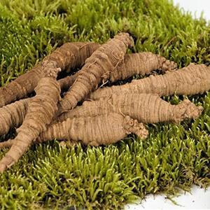 [오티마트]유기농 강원도 정선 산더덕 대 1kg