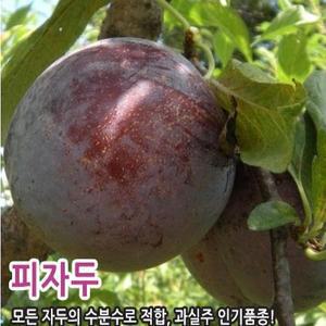 유실수 묘목/자두나무 자두 (피자두) 접목1년생,상묘-3주묶음  CH206