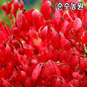 화살나무 묘목, 콤팩트 키120cm내외(분) 1개/포인트조경/차폐용