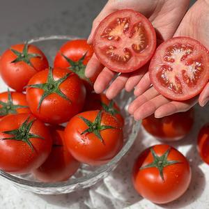 찰토마토 완숙 토마토 특품 쥬스용 못난이 토마토 3kg 5kg