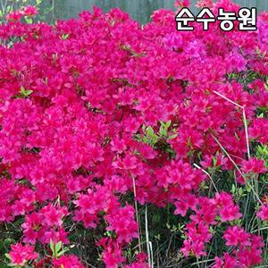 영산홍 묘목, 대왕 키30cm (1단, 5개)/철쭉묘목/연산홍/꽃나무/조경