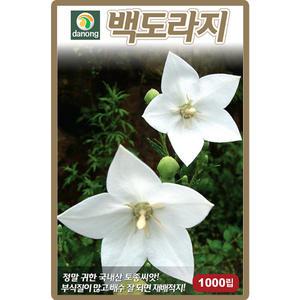 다농 백도라지 씨앗 1000립 흰 도라지씨 약초 종자
