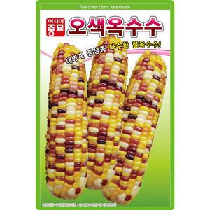 아시아종묘 오색옥수수 씨앗 100립 중생종 찰옥수수 씨 종자